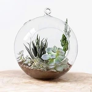 songs that keep my succulents alive playlist artwork from Spotify